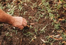 Cara Membasmi Rumput Liar Secara Efektif, Kebun dan Pekarangan Lebih Bersih