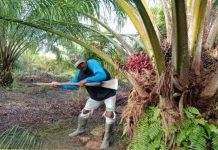 Harga Sawit Turun, Pengamat Ungkap Masalah Rantai Produksi