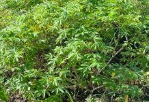 Daun Singkong, Sayuran Sederhana dengan Segudang Manfaat bagi Kesehatan