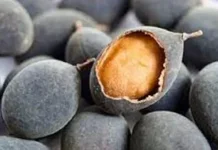 Buah Asam Kranji, Buah Lokal yang Kaya Manfaat bagi Kesehatan