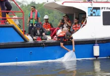 Dukung Nelayan Pesisir, PTFI Lepas Bibit Ikan dan Kepiting Bakau di Mimika