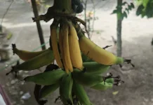Manfaat Pisang Muda Untuk Kesehatan