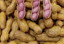 Kacang Rebus, Jajanan Legendaris yang Tetap Digemari Semua Kalangan