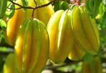 Lawan Cuaca Panas dengan Segelas Jus Belimbing Kaya Vitamin C