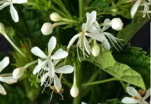 Kembang Bugang, Tanaman Herbal Tradisional Dipercaya Membantu Meredakan Demam