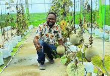 Panen Perdana Melon Greenhouse, Bukti Pertanian Modern Tumbuh di Mimika