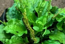 Daun Sendok, Tanaman Herbal Sederhana yang Menyimpan Banyak Manfaat untuk Kesehat
