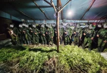 Ladang Ganja di Pedalaman Yahukimo Terungkap Lewat Operasi Koops Habema