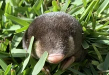Tikus Mol Emas, Mamalia Misterius yang Menggali Tanah dengan Kemampuan Luar Biasa