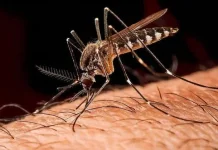 Mengenal Malaria Gejala, Pencegahan, dan Pengobatannya