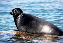 Anjing Laut Baikal, Mamalia Laut Terkecil di Dunia yang Hidup di Danau Air Tawar