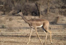 Gerenuk, Antelop Berleher Panjang yang Mampu Berdiri dengan Dua Kaki