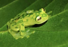 Katak Kaca, Amfibi Transparan dengan Organ Tubuh yang Bisa Terlihat