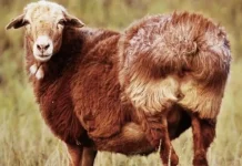 Domba Fat-Tailed, Domba Berekor Gemuk dengan Cadangan Energi Alami