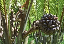 Pohon Nipah, Penjaga Pesisir yang Bernilai Ekonomi Tinggi