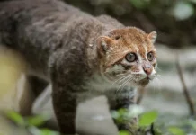 Kucing Kepala Pipih, Kucing Langka Asia yang Jago Berburu di Air