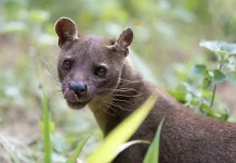 Fossa, Predator Misterius Madagaskar yang Ahli Memanjat Pohon