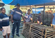 Kepala Suku Nduga Sambut Positif Bantuan Bibit Babi, Harap Berkelanjutan