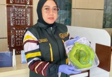 Karantina Gagalkan Penyelundupan Ular Sanca A, Di Bandara Timika