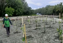 Perubahan Iklim,  DLHKP Pupua Tengah Diajak  Warga  Menjaga Kelestarian Hutan