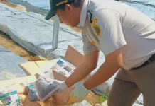 Dukung Hilirisasi, Karantina Papua Tengah Kawal 105 Ribu Benih Kakao