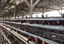 Langkah-Langkah Utama Membangun Usaha Ternak Ayam yang Sukses