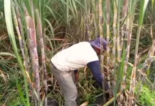 APTRI Desak HPP Gula Petani Naik Jadi Rp16.875 per Kilogram