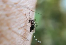 Kepatuhan Minum Obat Jadi Tantangan Eliminasi Malaria di Papua Tengah
