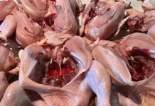 Harga Ayam Naik di 188 Daerah, BPS Beri Peringatan