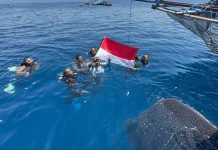 Merah Putih Berkibar di Habitat Hiu Paus, Pesan Kemerdekaan dari Teluk Cendrawasih