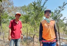 Kemarau Lebih Dua Bulan, Petani Banyuwangi Distrik Nabire Barat Minta Sumur Bor