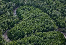 Waspada Karhutla, DLHKP: 65 Persen Hutan Papua Tengah Konservasi dan Lindung