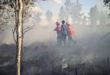 5 Kebiasaan Sederhana yang Bisa Mencegah Karhutla