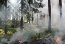 Tips Cara Menangani Kebakaran Lahan dengan Aman