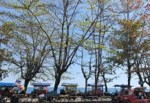 Pepohonan di Kawasan Pantai Nabire Alami Gugur Daun saat Kemarau 2026
