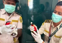 Nuri Kepala Hitam Akan Diselundupkan, Karantina Pateng Gagalkan Peredarannya