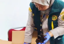 Karantina Papua Tengah Pastikan Bibit Pakis menuju Bali, Sehat dan Aman