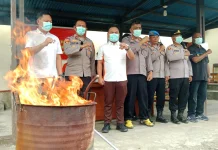 Satresnarkoba Polres Nabire Musnahkan 21,56 Gram Ganja Hasil Pengungkapan