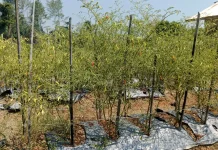 Antisipasi El Nino Nabire BMKG Minta Petani Pakai Varietas Tahan Kering