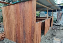Kepala Suku Besar Meepago Apresiasi Bantuan Ternak Babi dari Pemerintah Pusat