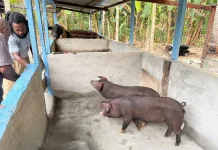 Piter Hubi Terima Indukan Babi, Majukan Ekonomi Adat Nabire