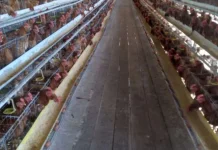 Kemarau Berdampak pada Peternakan Ayam Petelur di Kabupaten Nabire