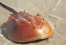 Evolusi Mengejutkan: Kepiting Jenis Ini Terbukti Kerabat Dekat Laba-laba