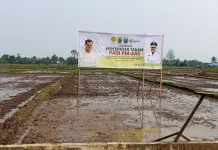 Percepatan Penanaman Padi PM-AAS Merupakan komitmen berkelanjutan pemerintah