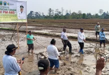 Penanaman Padi Dapat Mewujudkan Kemandirian Pangan di Kabupaten Nabire