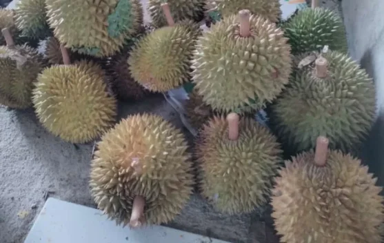 Tips Memilih Durian yang Bagus dan Manis