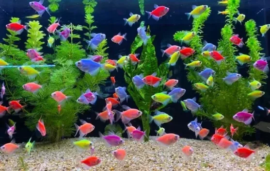 Ikan Hias Semakin Diminati, Peluang Hobi Sekaligus Usaha Menjanjikan