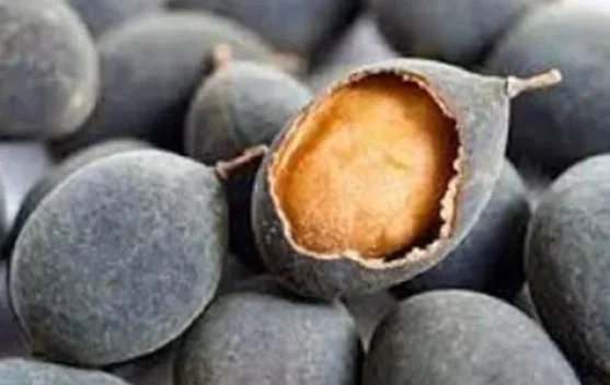 Buah Asam Kranji, Buah Lokal yang Kaya Manfaat bagi Kesehatan