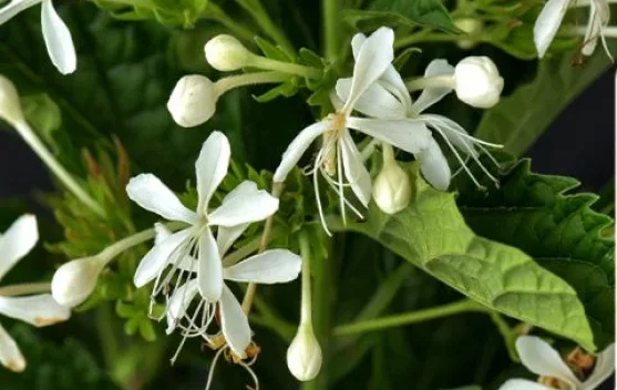 Kembang Bugang, Tanaman Herbal Tradisional Dipercaya Membantu Meredakan Demam
