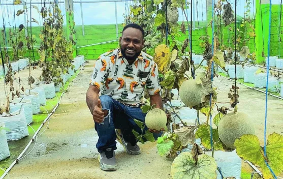 Panen Perdana Melon Greenhouse, Bukti Pertanian Modern Tumbuh di Mimika